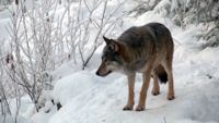 Den pågående svenska vargjakten är den mest omfattande i modern tid. Jägarna anser att den är nödvändig för att stoppa en fortsatt beståndsökning medan forskarna säger att beståndet är för inavlat för att tåla jakt över huvud taget. Bilden är från Ranua djurpark.