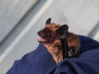 Nordisk fladdermus är den vanligaste fladdermusarten i Finland.