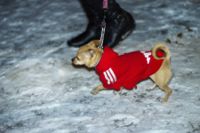 Veterinären Sophie Lundqvist uppmanar alla hundägare att plocka upp bajset för att förhindra sjukdomsspridning.