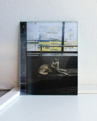 En hund betraktar museibesökaren på en av fotografierna i utställningen Rapid Eye Movement Vol. 2.