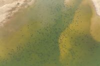 Arraussköldpaddans fortplantning är ett säreget naturskådespel. Nyligen massvandrade hundratusentals nykläckta ungar ut i gränsfloden mellan Brasilien och Bolivia.