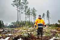 Vad gör man när skogsbolagen säger att röta gör skogen värdelös om 10 år och det gäller att avverka nu? frågar sig Jan-Erik Karlsson i Nagu. Skogsägarna är hårt ansatta från olika håll.