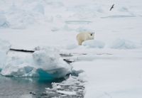 En isbjörn uppges ha dödat en kvinna och en pojke i en by i Alaska, USA. Arkivbild.