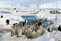 En ny koloni kejsarpingviner har upptäckts på Antarktis. Arkivbild.