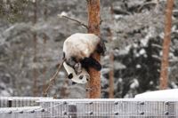 Jättepandan Lumi tumlar runt i snön i djurparken i Etseri i februari 2018. Jättepandorna var en gåva från KIna år 2017 då Finland fyllde hundra år.