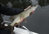 En trekilosgädda fiskad från Mälaren. Att freda fisket är ett alternativ som kan rädda fisken, enligt forskare. Arkivbild.
