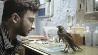 Assistenten Salik Rehman tillsammans med en glada i dokumentären All that breathes som visas på Docpointfestivalen i veckan.