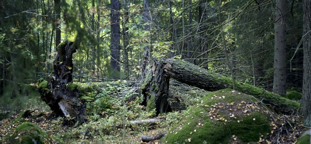 Regeringen har enats om att skydda 30 000 hektar skog. Miljöminister maria Ohisalo betecknar beslutet som historiskt.