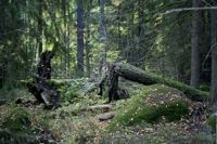 Regeringen har enats om att skydda 30 000 hektar skog. Miljöminister maria Ohisalo betecknar beslutet som historiskt.