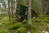 Biodiversiteten drar nytta av sammanhängande skogsmarker.