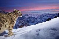 Fjällen i Ladakh i Indien utgör bakgrunden på årets naturfoto där snöleoparden spelar huvudrollen. Fotografen Sascha Fonseca säger att han alltid fascinerats av snöleoparder för att de lever i så svårtillgängliga miljöer, vilket gör dem till världens mest svårfotograferade stora kattdjur.