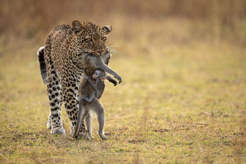 Igor Altuna dokumenterade leopardhonan precis efter att hon hade dödat en apa i South Luangwa National Park i Zambia. Apans lilla unge klänger sig fortfarande fast vid sin mor. Fotografen kunde se hur leopardhonan gick med bytet till sin egen unge. Leopardungen lekte sedan med apungen i över en timme innan den tog livet av den.