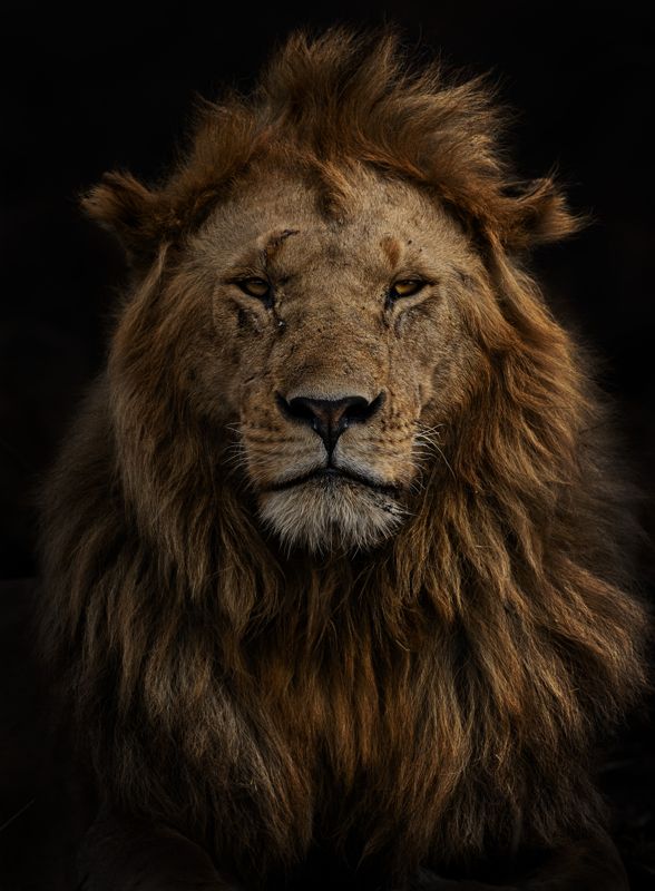 En sen eftermiddag lyckades Marina Cano ta porträttet på Olobor, en av fem berömda lejonhannar naturreservatet Maasai Mara i Kenya. Överallt omkring lejonet var marken svart efter att nomaderna hade anlagt en brand för att gräset skulle börja växa på nytt. Fotografen befann sig i en bil och sänkte ned kameran till marknivå för bästa bildvinkel.