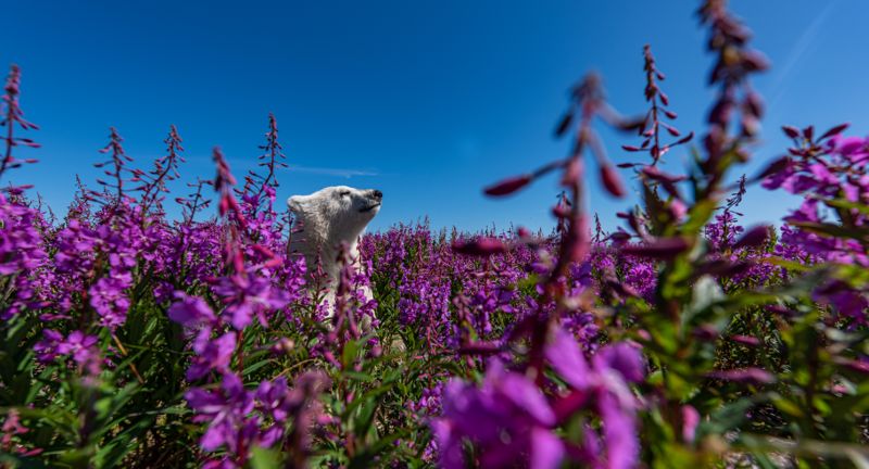 Martin Gregus har förevigat isbjörnsungen som leker i en äng av mjölkört i Hudson Bay, Kanada. Med jämna mellanrum avbröt den sin lek för att ställa sig på bakbenen och kolla in att mamman inte hade tappat bort sig. Precis som i fallet med det vinnande bidraget tog fotografen bilden med trådlös fjärrutlösare.