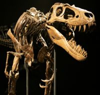 Skånesaurus-dinosaurien kan ha varit uppemot 10 meter lång. Dinosaurien på bilden har inget med Skånesaurus att göra.