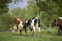 Efter att lagen om djurvälfärd trätt i kraft får nya båsladugårdar inte byggas och kor som drivs upp i båsladugård ska få tillbringa tre månader utomhus mot nuvarande två.