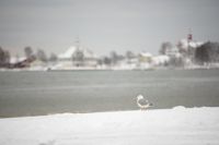 Helsingfors ligger kanske snart i vinterskrud igen.