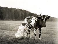 Hanna Stendahl mjölkar. Bilden är från Norike.