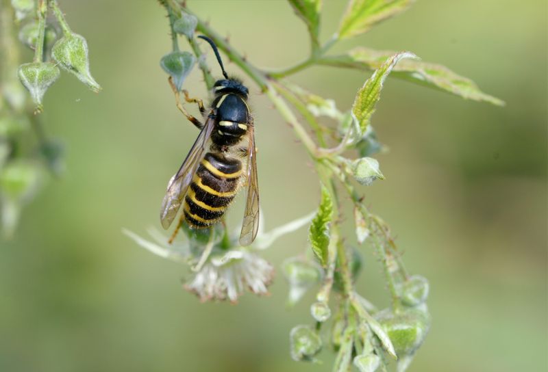 Getingar är viktiga pollinatörer, de ser till att många av våra vanligaste frukter och bär blir pollinerade och kan bära frukt.