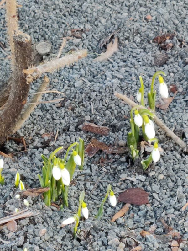 Vanligtvis brukar snödroppen slå ut i blom i slutet av mars i Finland. De här snödropparna, som växer intill Mannerheimvägens gångbana, är fotograferade redan i februari, strax innan den senaste snön föll över Helsingfors.