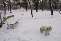 Söderkullahundarna ska få en ny hundpar i slutet av året.