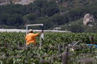 Arbetare på flera vingårdar i Sydafrika uppger i en rapport för Finnwatch att det finns brister i arbetsförhållandena på gårdarna: liten lön, mögliga bostäder och diskriminering vid anställningen.