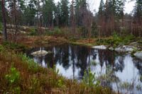 Hilltop Forest