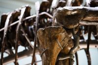 En detalj av ett Tyrannosaurus rex-skelett. Arkivbild.