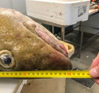 En torsk som väger 29,55 kilo och mäter 141 centimeter är nytt finskt rekord. Den här fisken fångades med nät av trålaren Madonna den 9 maj i fjol.