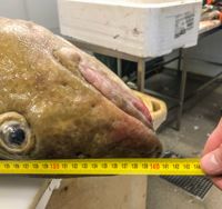 En torsk som väger 29,55 kilo och mäter 141 centimeter är nytt finskt rekord. Den här fisken fångades med nät av trålaren Madonna den 9 maj i fjol.