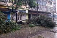 Nedfallna träd i staden Quelimane i Moçambique i helgen.