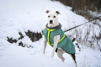 Veterinären Sophie Lundqvist uppmanar alla hundägare att plocka upp bajset för att förhindra sjukdomsspridning.