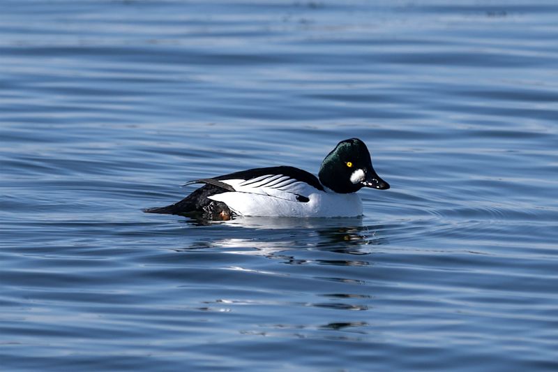 En nyanländ knipa simmar omkring i havet utanför Skifferholmen i södra Helsingfors.