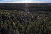 Skog ovanför den nordliga polcirkeln. Under de senaste 20 åren har de skandinaviska arktiska skogarna utsatts för mer och mer insekter som skadar träden. Det beror på att somrarna har blivit längre. Uppvärmningen är betydligt snabbare närmare polcirklarna.