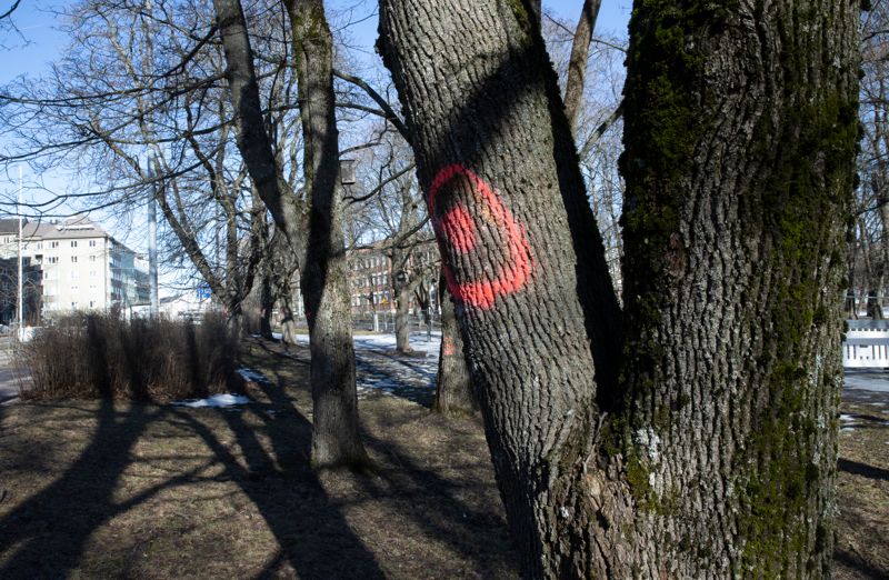 Inga träd får just nu fällas i Hesperiaparken.