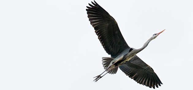 Den här gråhägern är fotograferad i Borgå för tre år sedan.