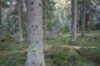 Kimitoöns skogar har höga naturvärden. Bland annat talltita, tofsmes och tretåig hackspett häckar i de gamla skogarna.