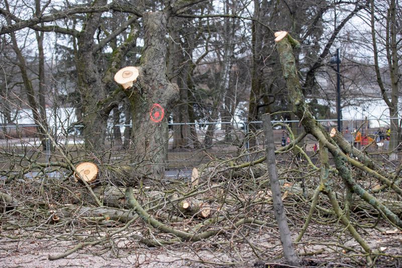 Helsingfors stad anser att det bara är 14 träd som omfattas av förvaltningsdomstolens temporära förbud.