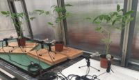 Forskarna avlyssnade tomatplantor med hjälp av ultraljudsmikrofoner, och liknar plantornas läten vid ljudet när man trycker på bubbelplast.