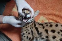 Savannahkatterna är en korsning mellan tamkatter och det afrikanska kattdjuret serval.