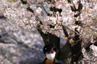 En pojke promenerar under de blommande körsbärsträden vid floden Meguro i Tokyo i början av april. Arkivbild.