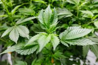 En cannabisplanta, fotograferad i Tyskland i höstas. Plantan odlas för medicinskt bruk, men Tyskland har planer på en mera tillåtande cannabispolitik även om man i våras backade från en betydligt liberalare plan som skulle ha tillåtit kontrollerad försäljning av cannabis.