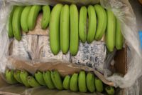 Banancontainrar från Ecuador har återkommande använts för kokainsmuggling. I mars togs ett jättebeslag på 800 kilo i Norge. Arkivbild.