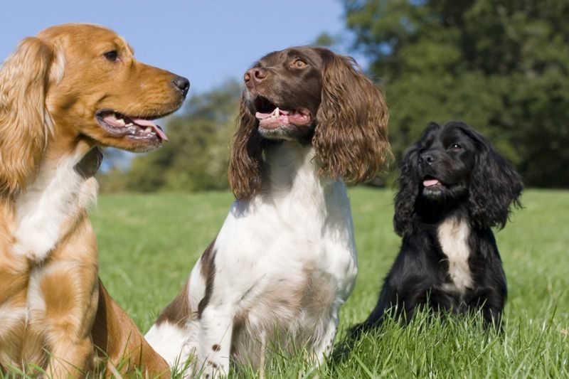 Tema. Hunddag.