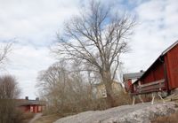 Borgås planer på att fälla trädgamlingar vid Parkbacken i Gamla stan väckte protester i april. Därför sköts projektet framåt till hösten.