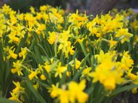 Krukblommorna på Forums innergård är lyckligt ovetande om det kalla vädret som stundar.