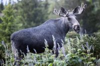 Sedan midnatt natten mot söndagen kan alla älgsugna åter följa djurens vandring i Kullaberg dygnet runt på SVT Play. Arkivbild.