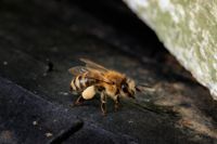 Rasren eller inte? Den här bruna varianten av carnicabiet har fått känslorna att gå heta i Österrike.
