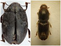 Skalbaggen Byrrhus geminatus och vivelarten Ips sexdentatus har påträffats i Finland.