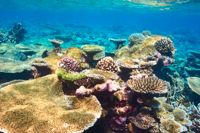 Varmare vattentemperaturer har många kritiska följder. Bland annat drabbas marina ekosystem såsom korallrev.